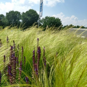 Bedrijfstuin-Malden-2