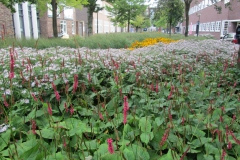 Plantvakrenovaties Amsterdam