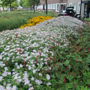 Batjanstraat-5