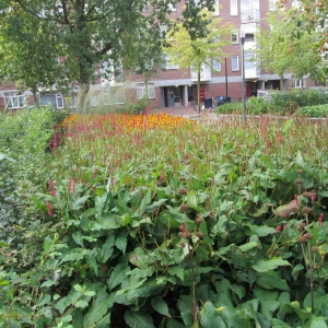 Boniplein-3