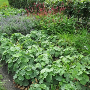 Ed-Pelsterplantsoen-2