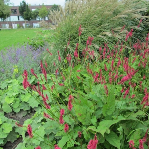 Ed-Pelsterplantsoen-3