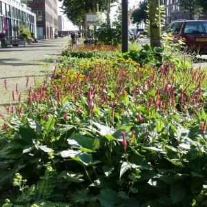 Lumierestraat-1
