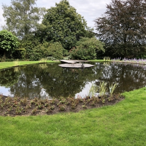 Vijver-met-waterplanten-in-Rhenen