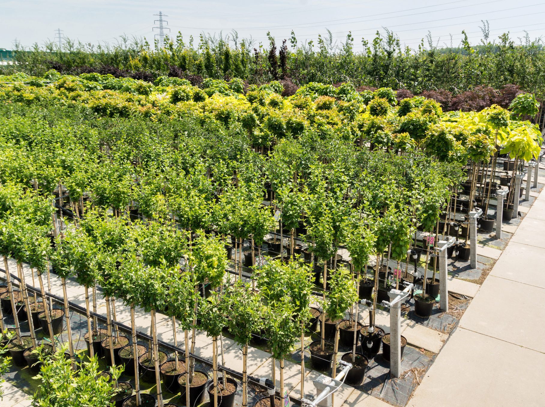 Bomen-in-Container-e1632722099223