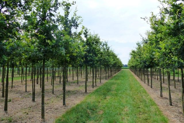 Quercus-robur-18-20-Small-e1632492043198